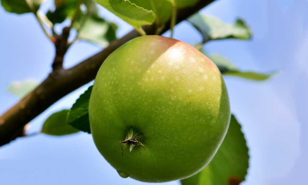 Mejores manzanas para bajar el colesterol o presión alta