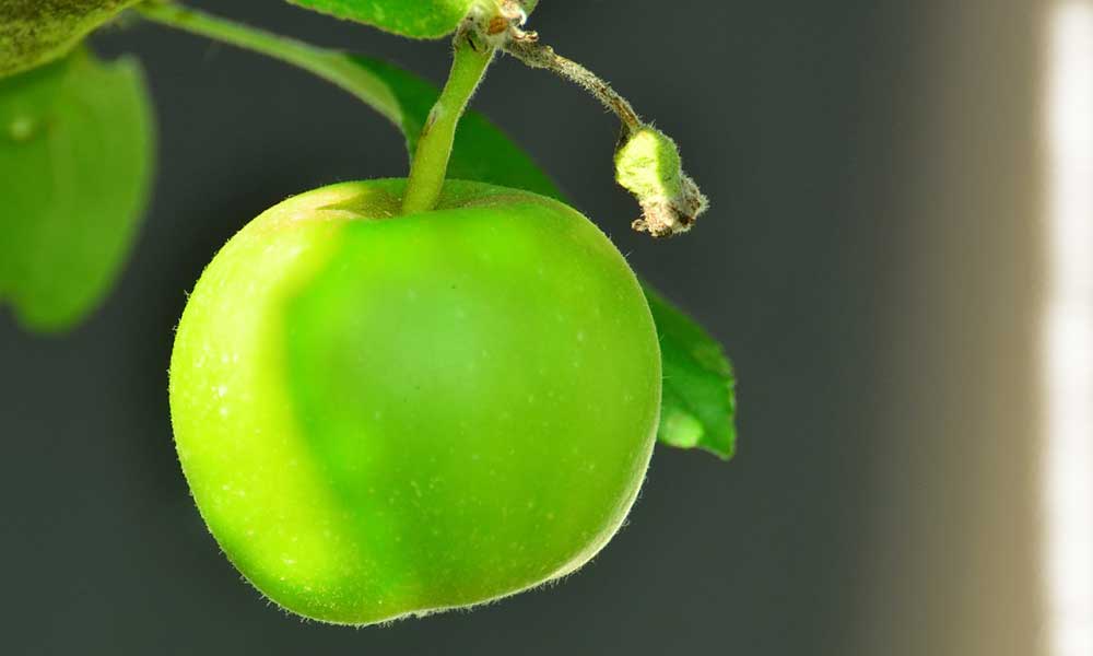 Cuantas calorías tiene una manzana verde en México